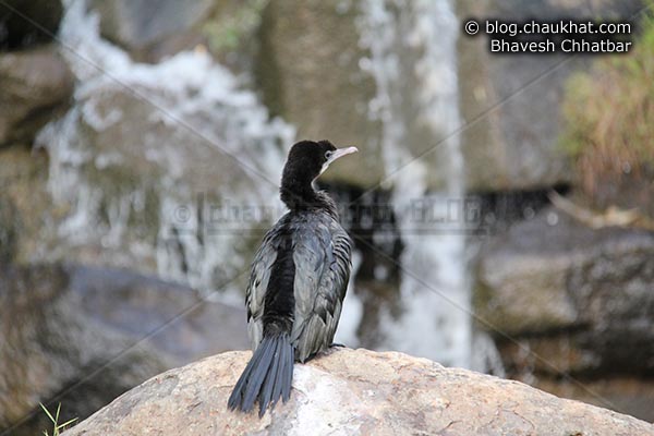 Little Cormorant [Phalacrocorax niger, Microcarbo niger] looking right - Photography done at Okayama Garden [AKA Pu La Deshpande Garden] in Pune